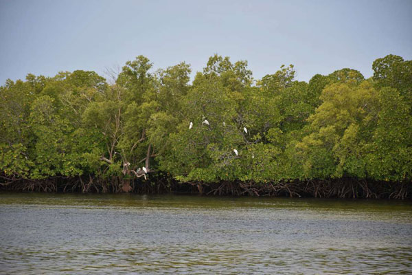 State lifts ban on mangrove logging in Lamu